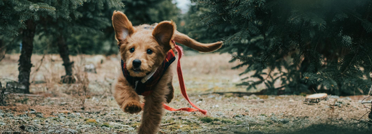 Zdravé štěně běhá, vitamínový pamlsek DogMama