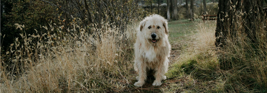 Očima veterináře: "Zdraví psa začíná ve střevech,,