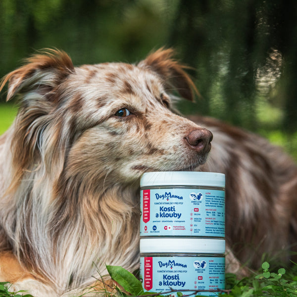 Kosti & Kĺby + Kolagén